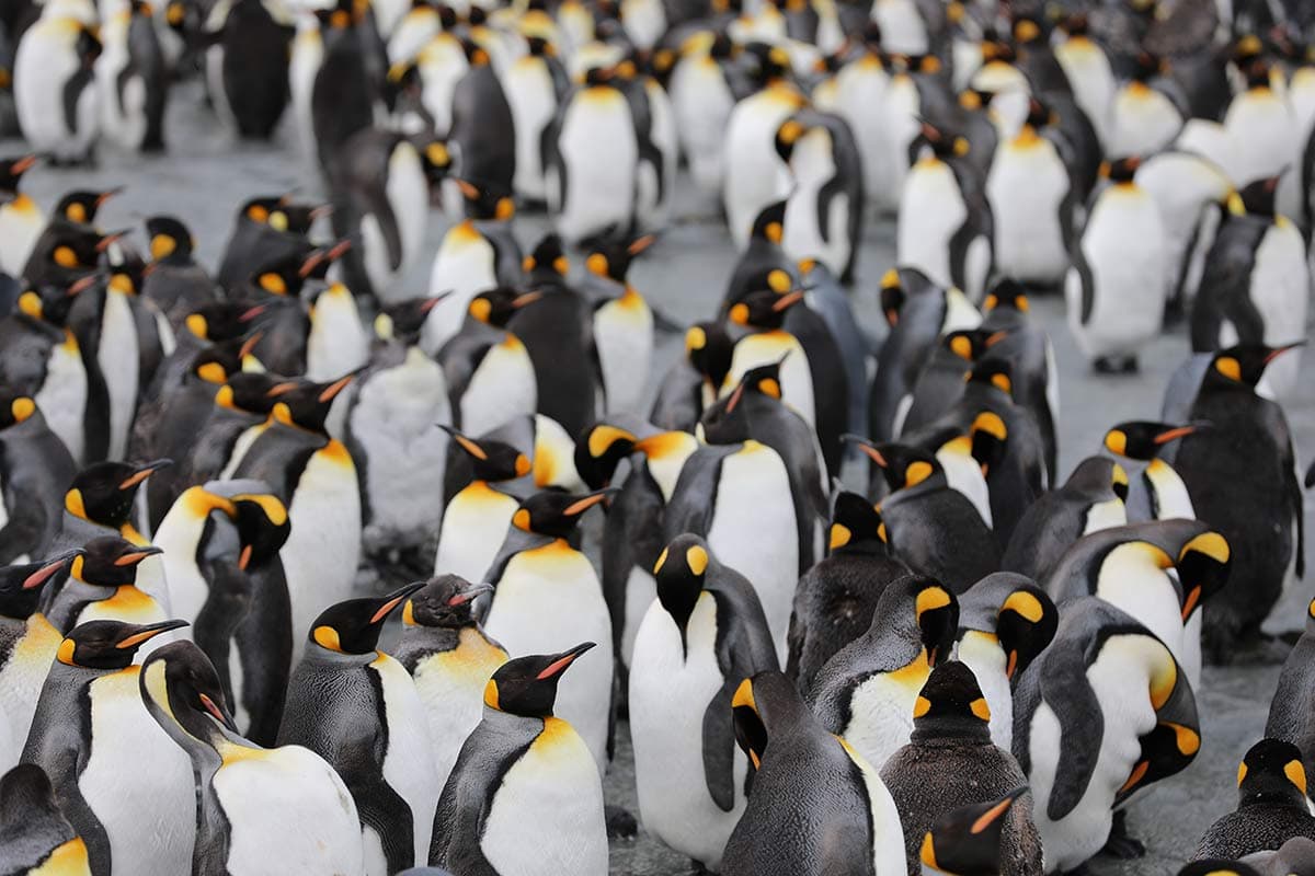 Atlantic Odyssey, excl. Antarctic Peninsula