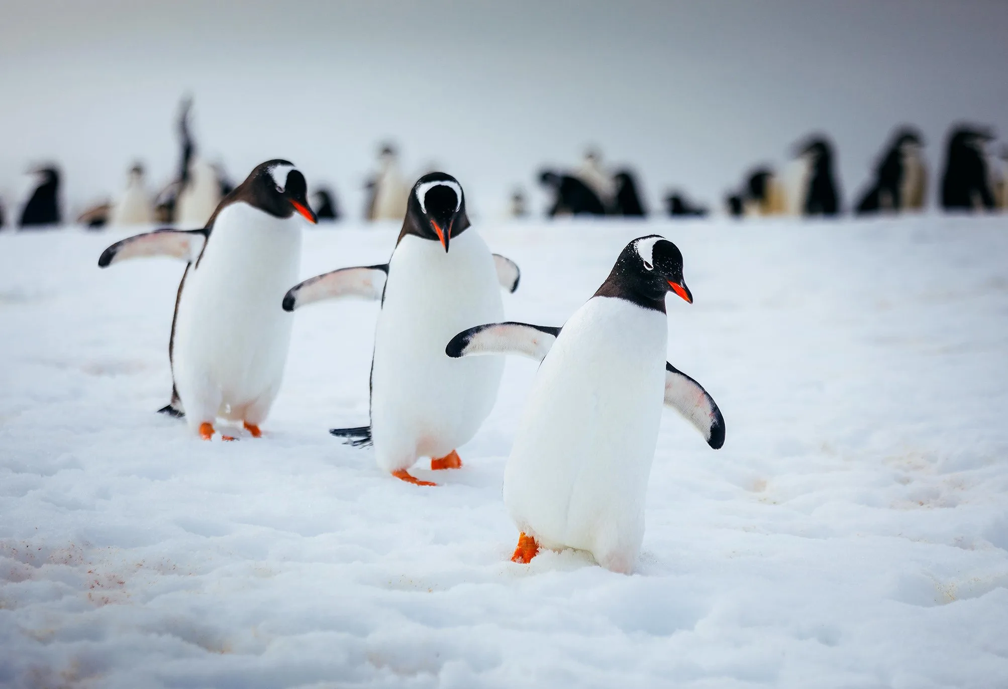 Epic Antarctica: The Falklands, South Georgia and Crossing the Circle