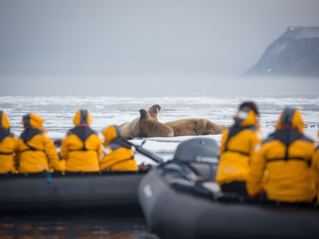 Quark Expeditions Ultramarine Excursions Zodiacs