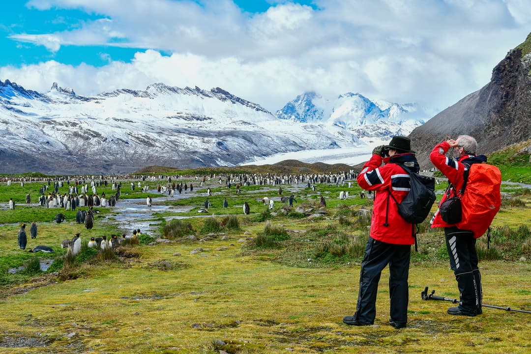 Polar Latitudes, South Georgia Fortuna Bay Penguins 0.jpg