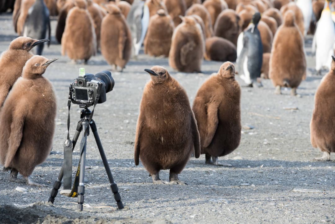 Polar Latitudes, Photography and Penguins.jpg
