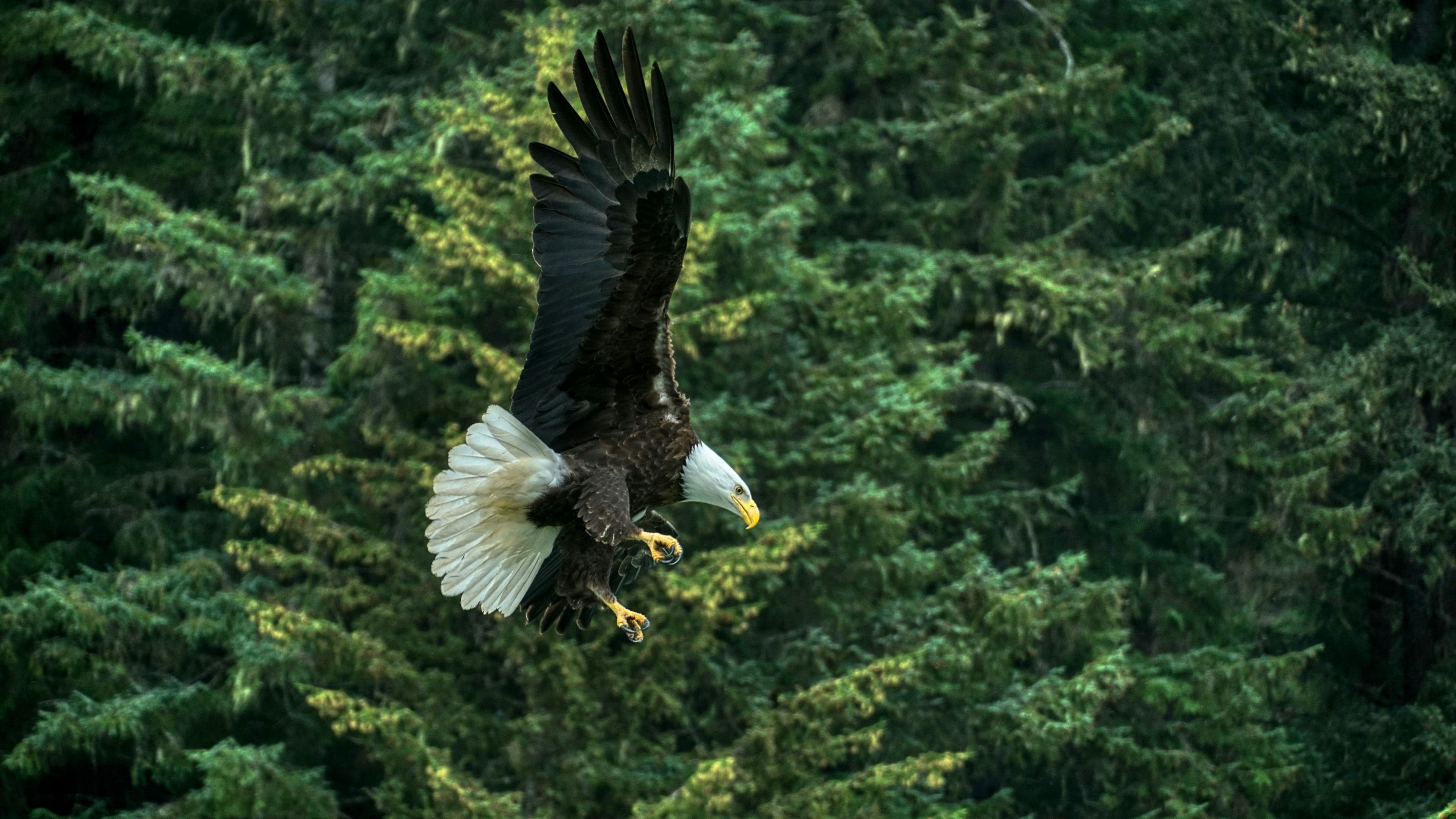 35-Day Japan, Alaska, Glacier Bay & Pacific Crossing
