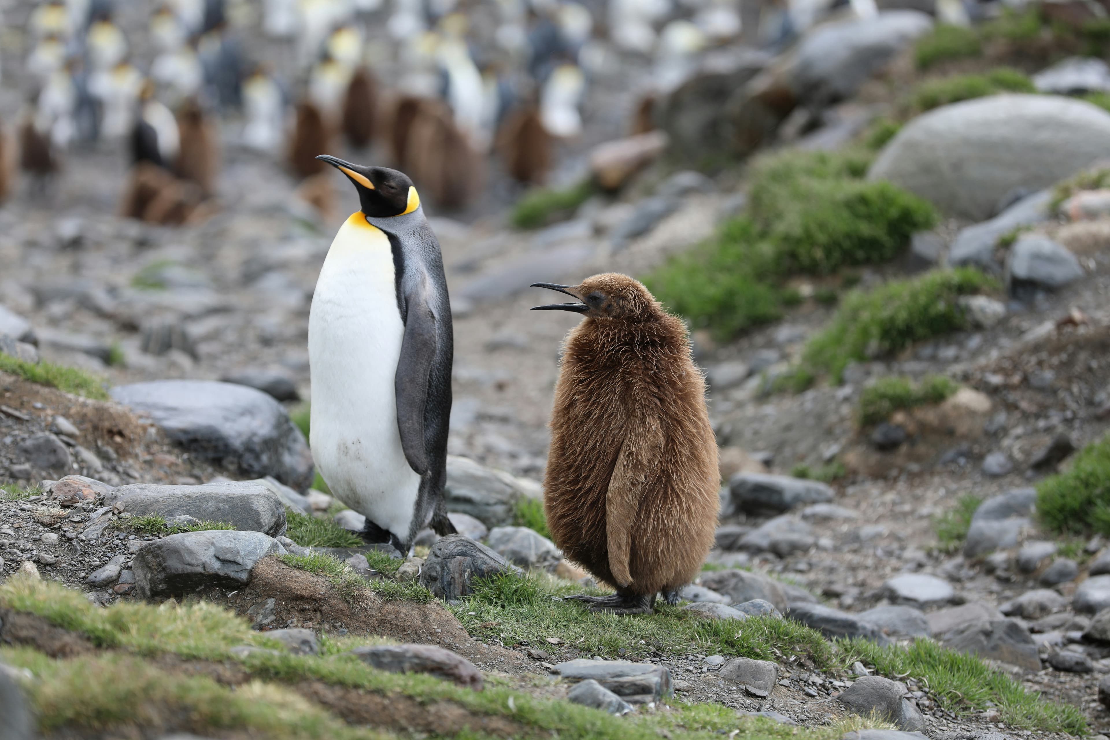 Celebrating Antarctica