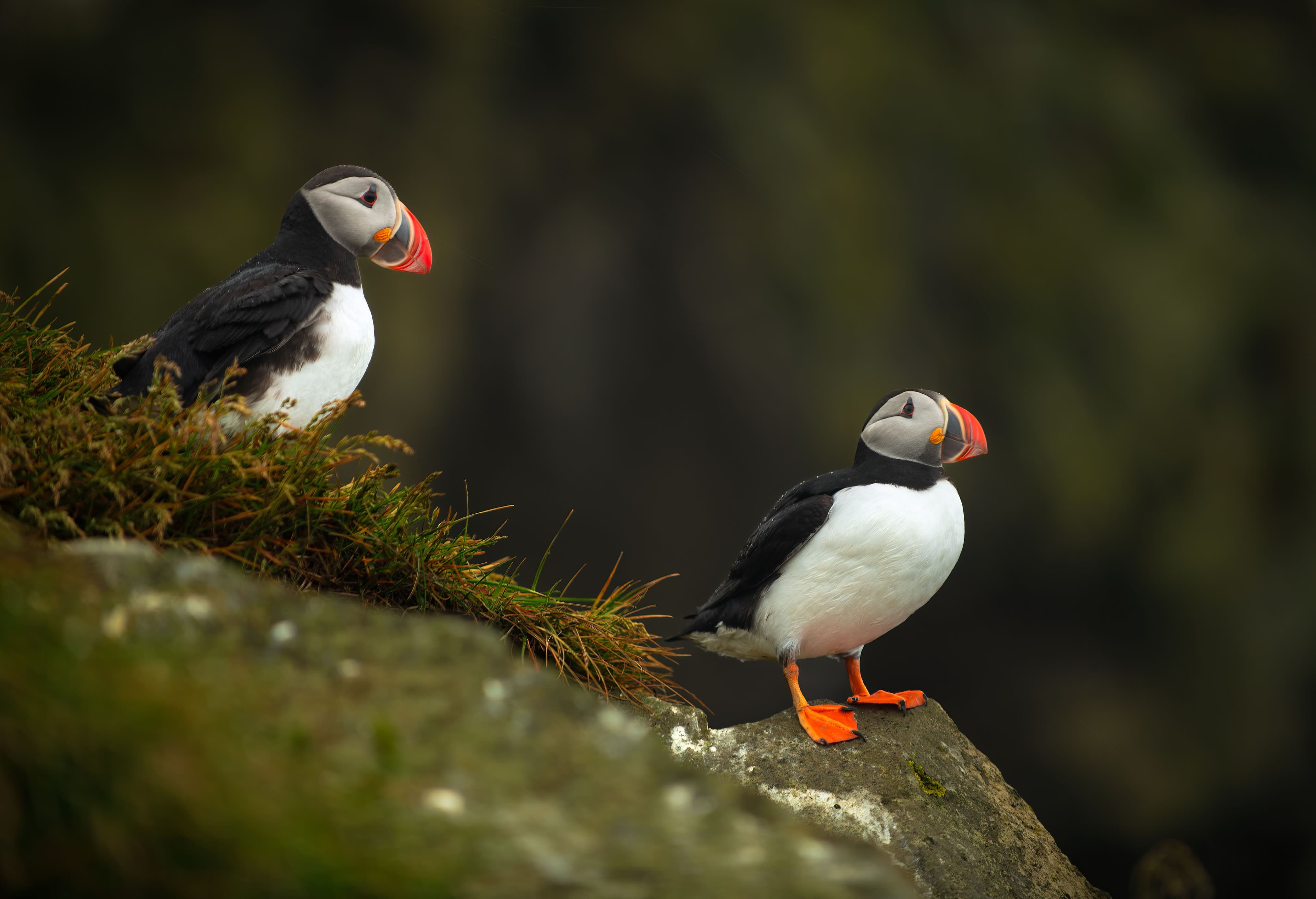 The wild archipelagos of the North Atlantic