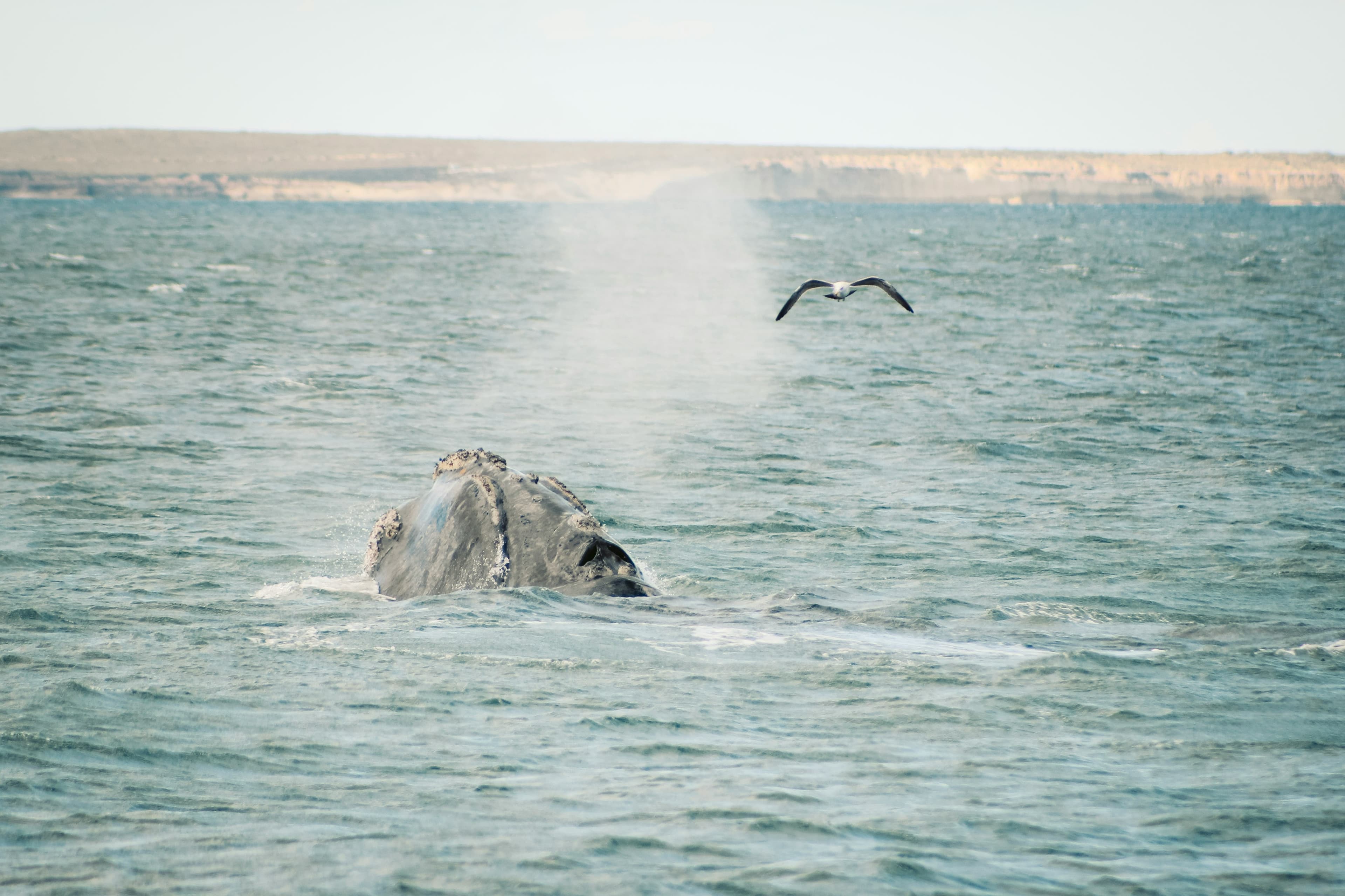 Journey to Austral Lands and Valdes Peninsula