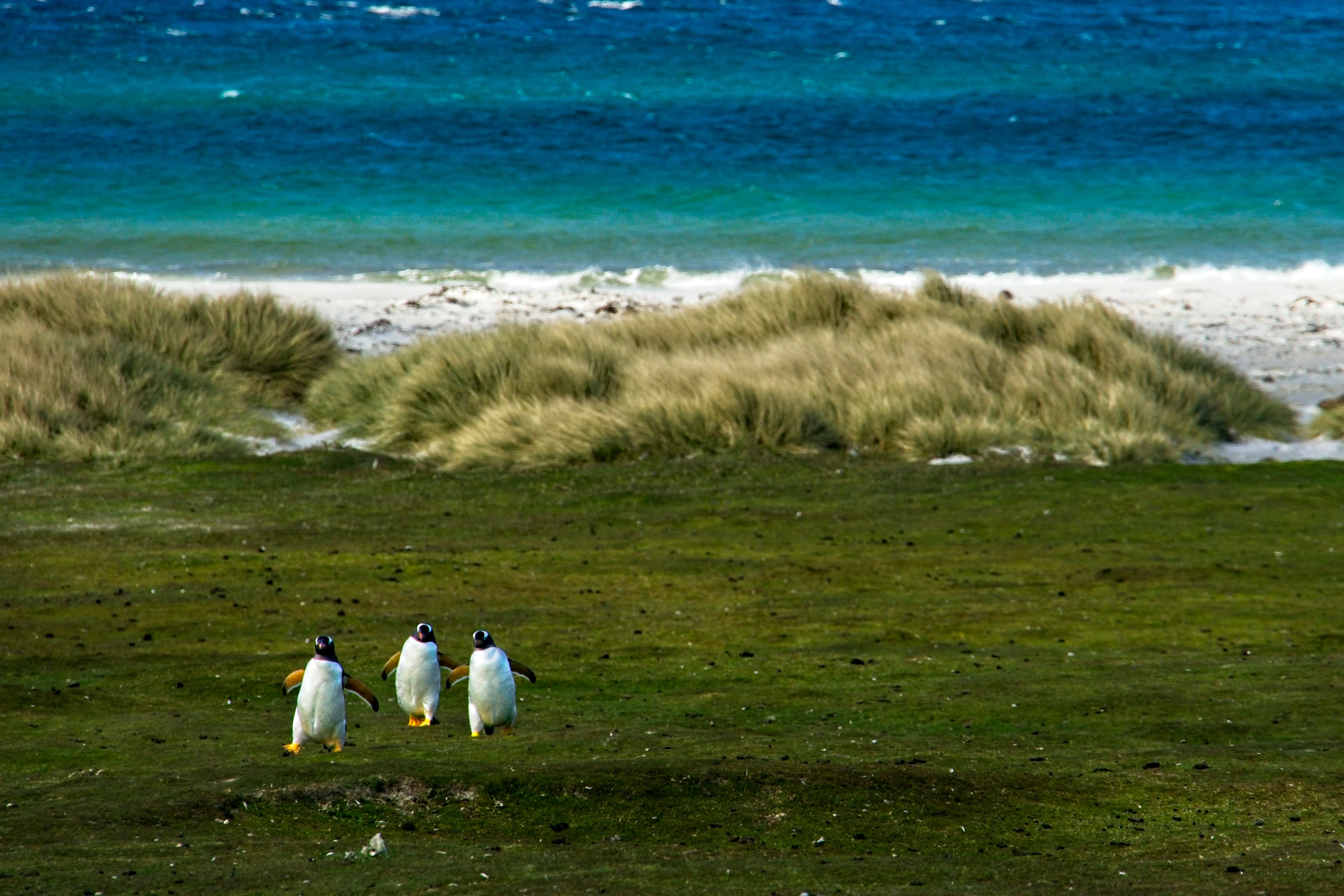 Puerto Williams to Puerto Williams