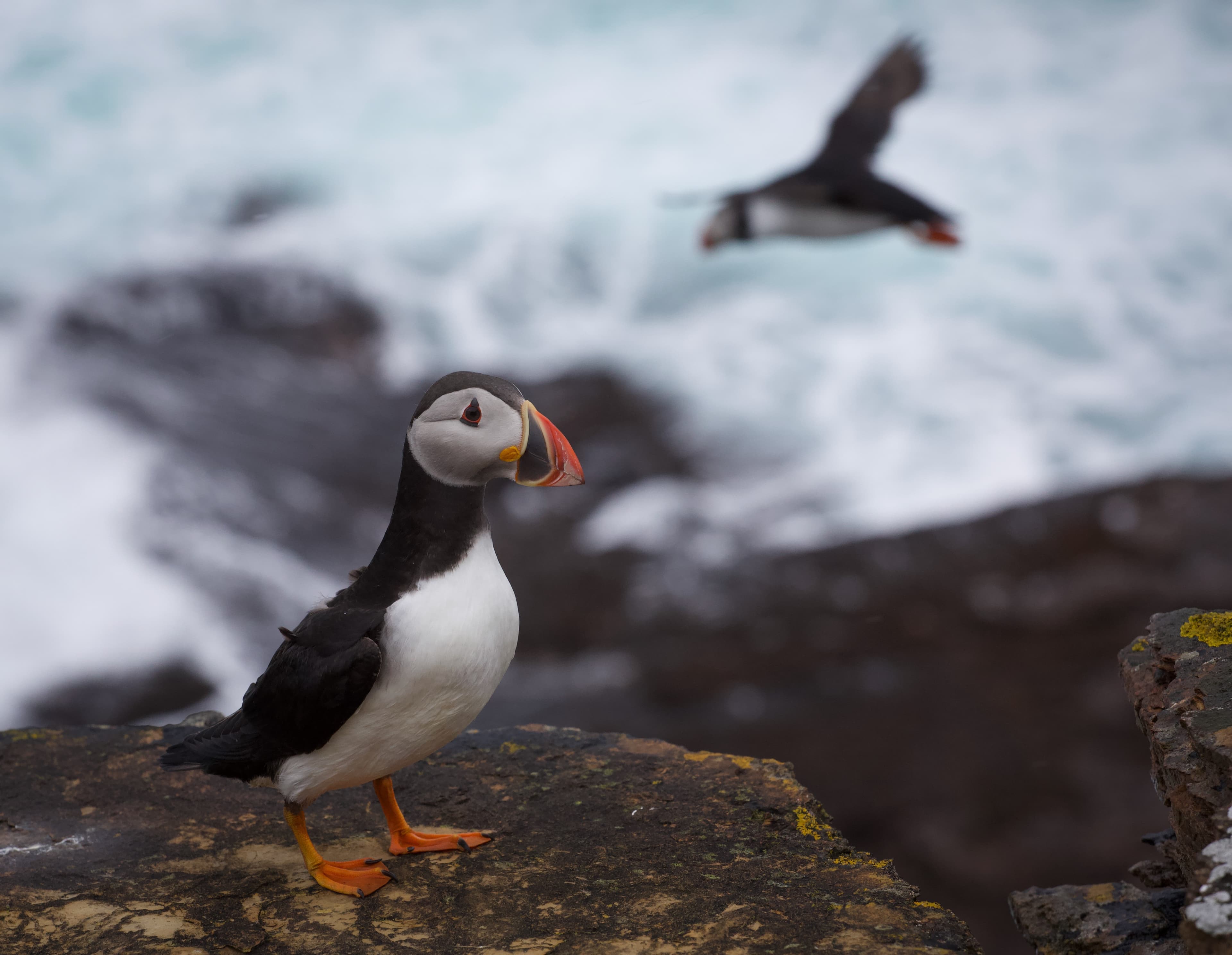 Falkland Islands, South Georgia & Antarctica - Birding Special