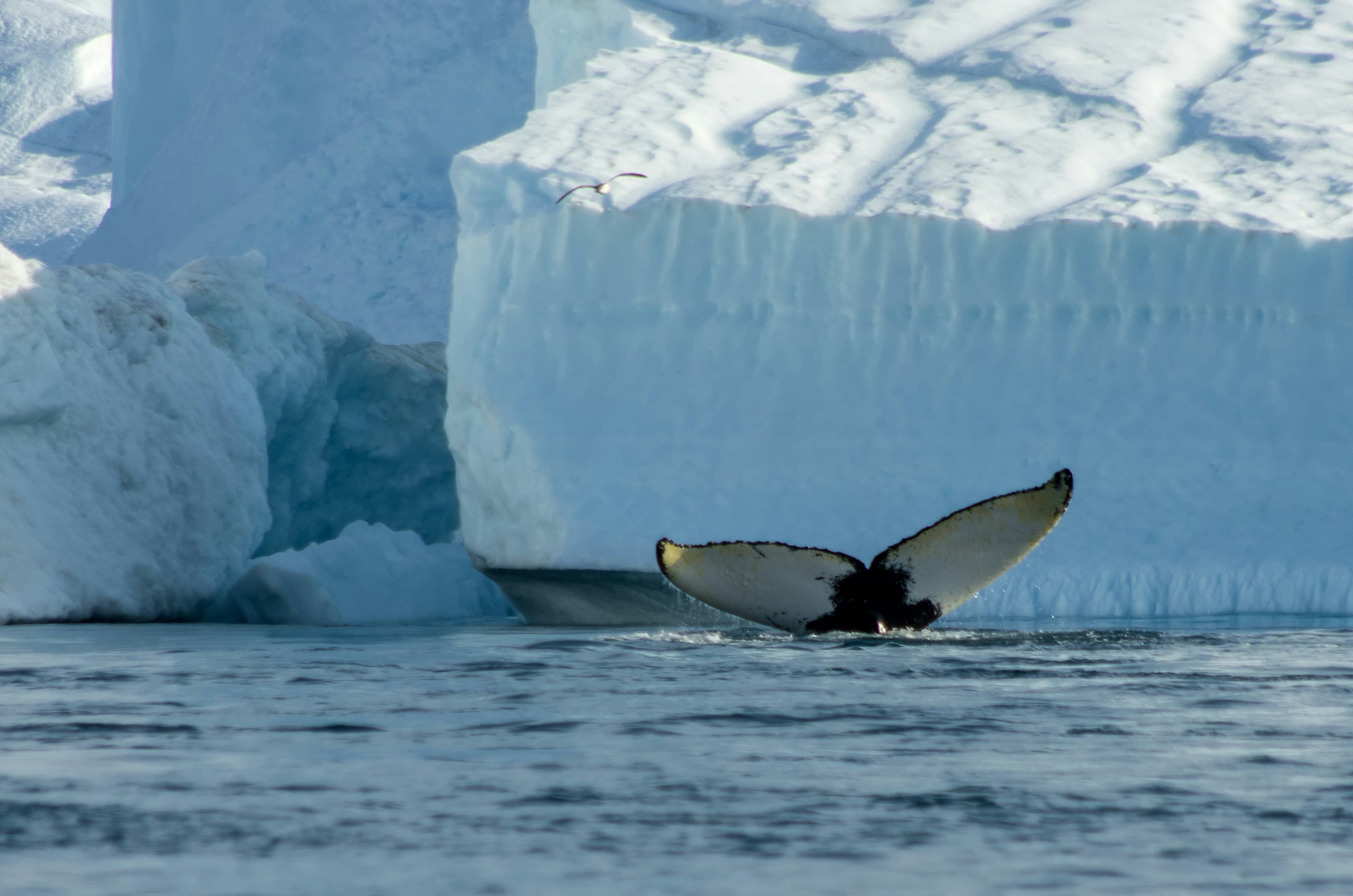 Iceland to Greenland & the Glaciers of Disko Bay