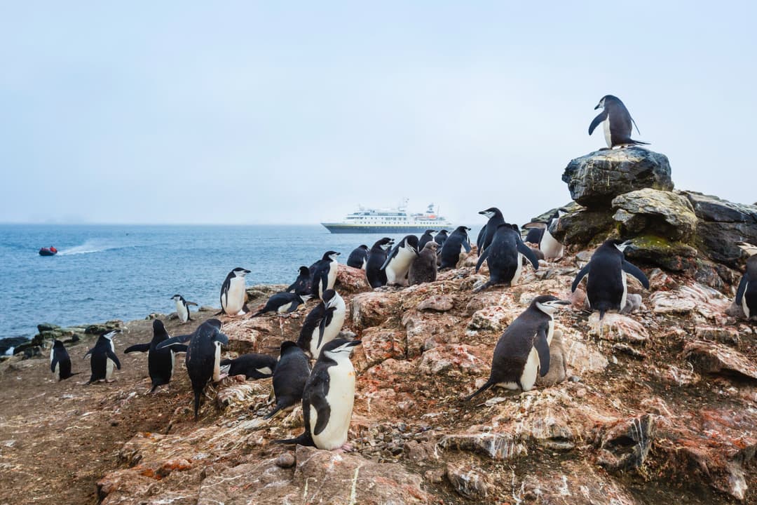 Chinstrap Penguins Aitcho Islands, South Shetland Islands Ralph Lee Hopkins ©Lindblad Expeditions