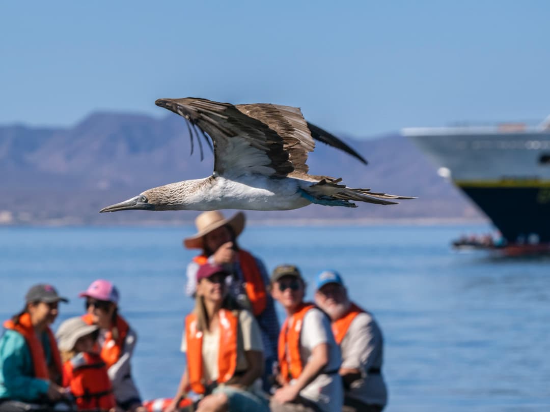 Ng Le Citizen Science Birding Mexico Baja California ©Lindblad Expeditions Michael S. Nolan