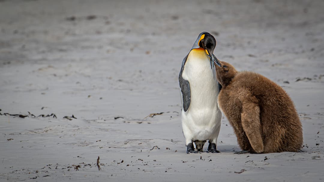 Polar Latitudes - Penguins.jpg