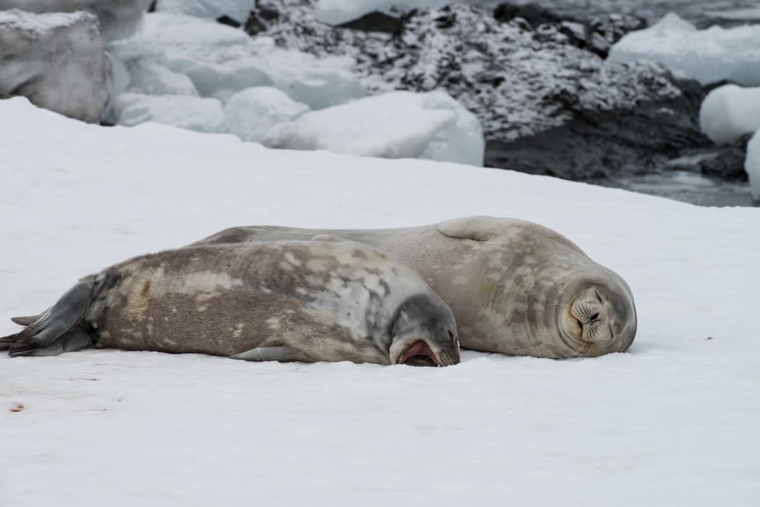 Polar Latitudes - Seals.jpg