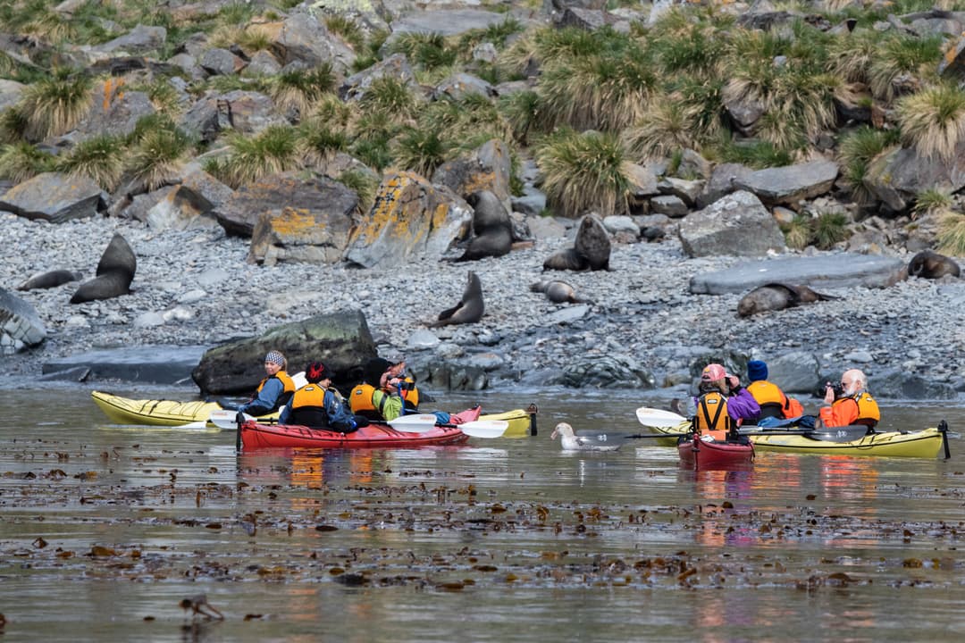 Quark Expeditions, Sea Kayaking In Antarctica, South Georgia 4 ©Cindy Miller Hopkins