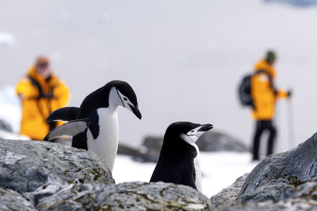 Quark Expeditions, Hiking In Antarctica 7 ©Michelle Sole