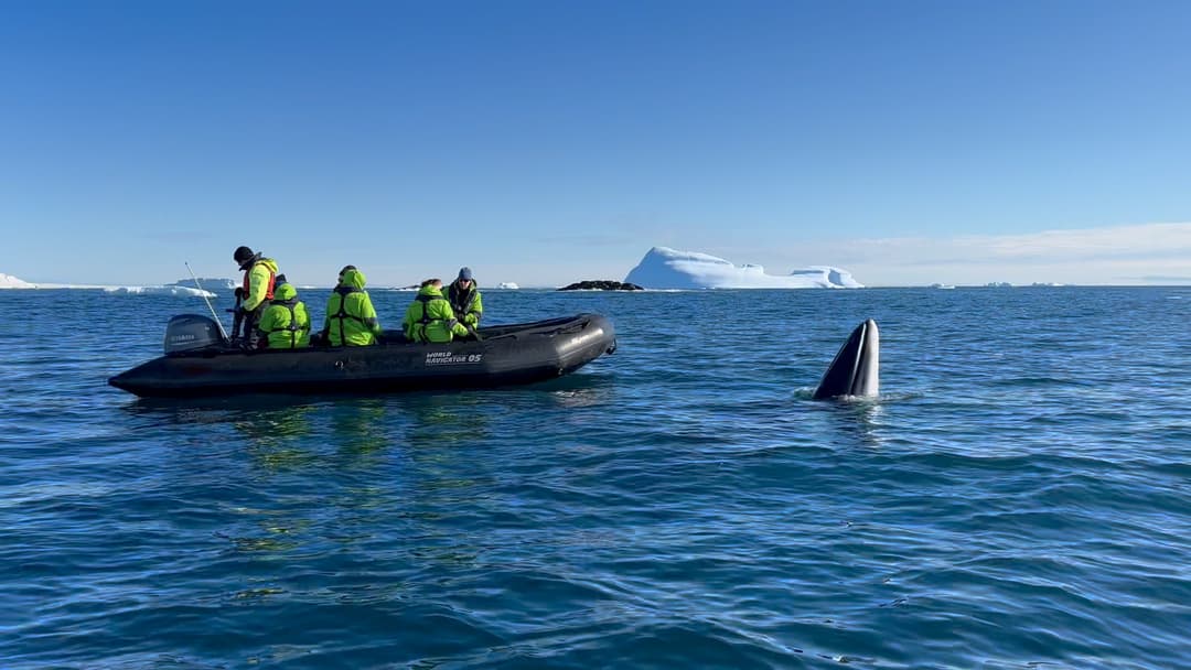 Atlas Ocean Voyages Antarctica Zodiac Whale Breaching 1 ©Atlas Ocean Voyages