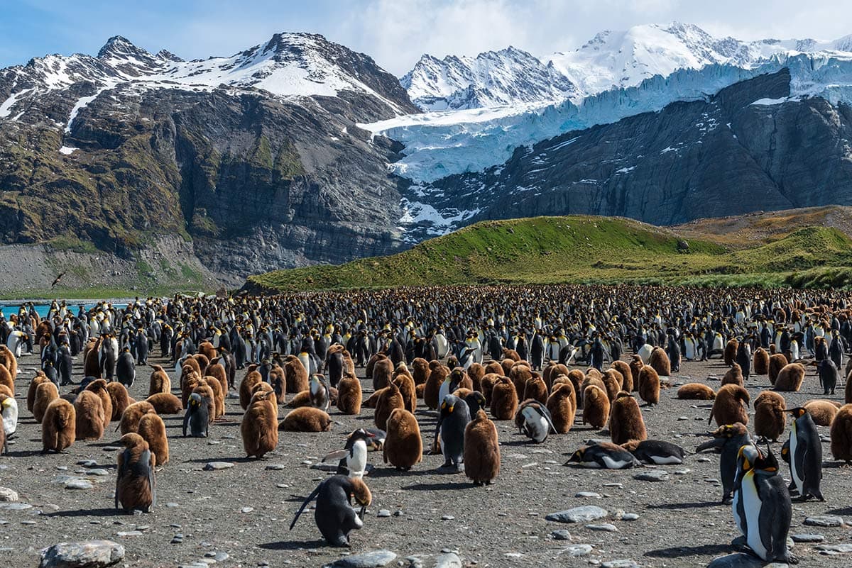 Antarctica, South Georgia & Falkland Islands