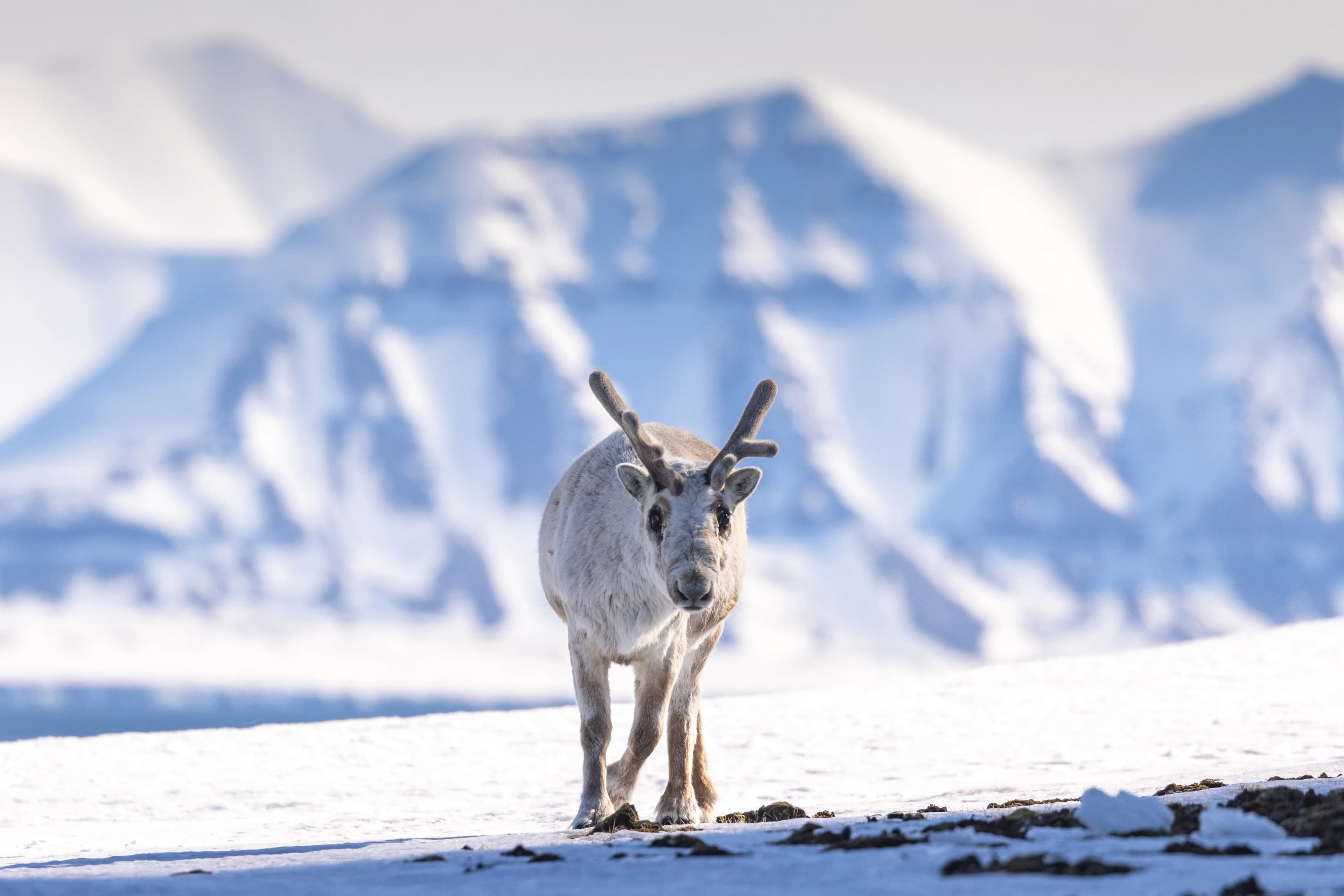Spitsbergen Circumnavigation: A Rite of Passage