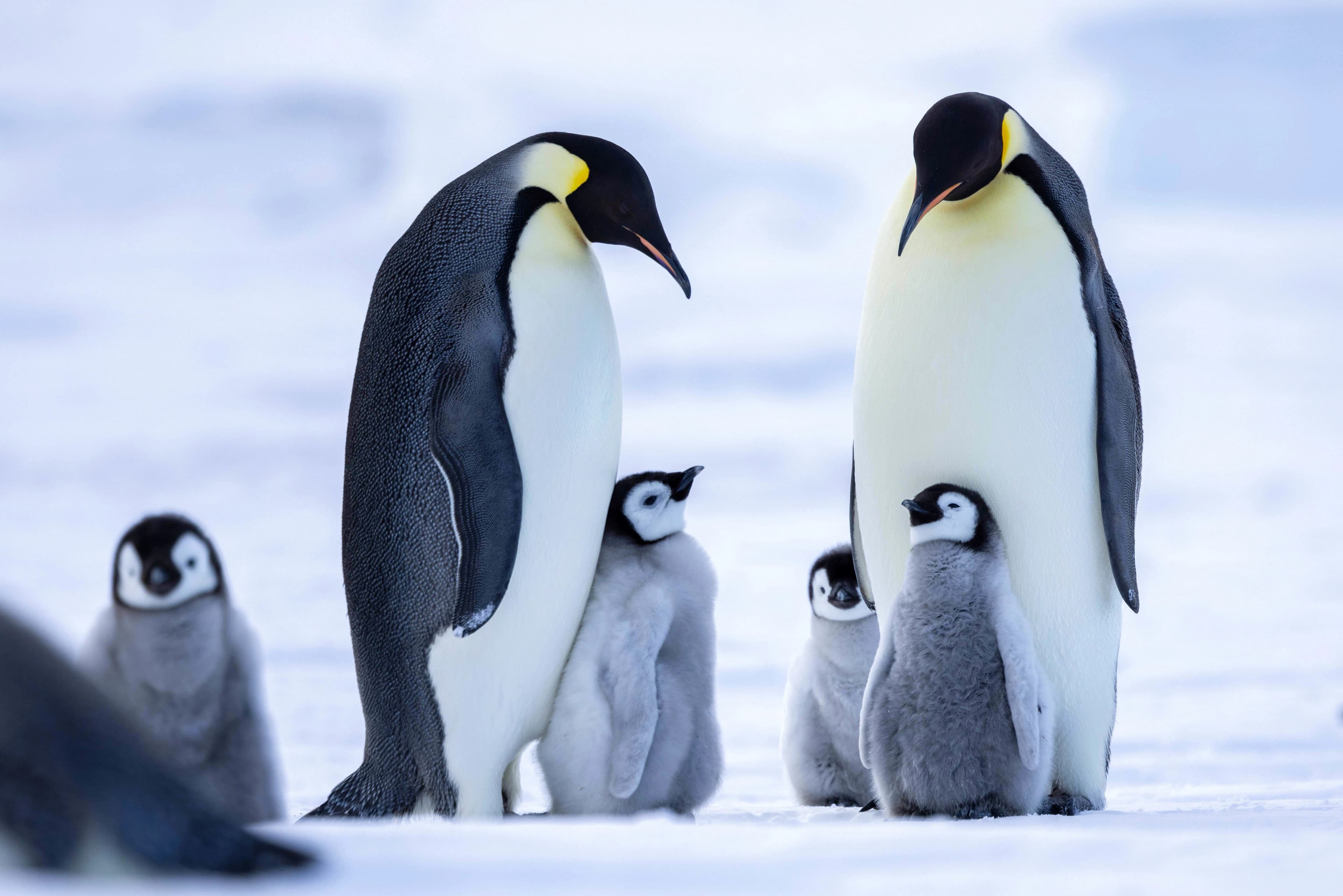 Snow Hill to the Peninsula: Shackleton's Emperors