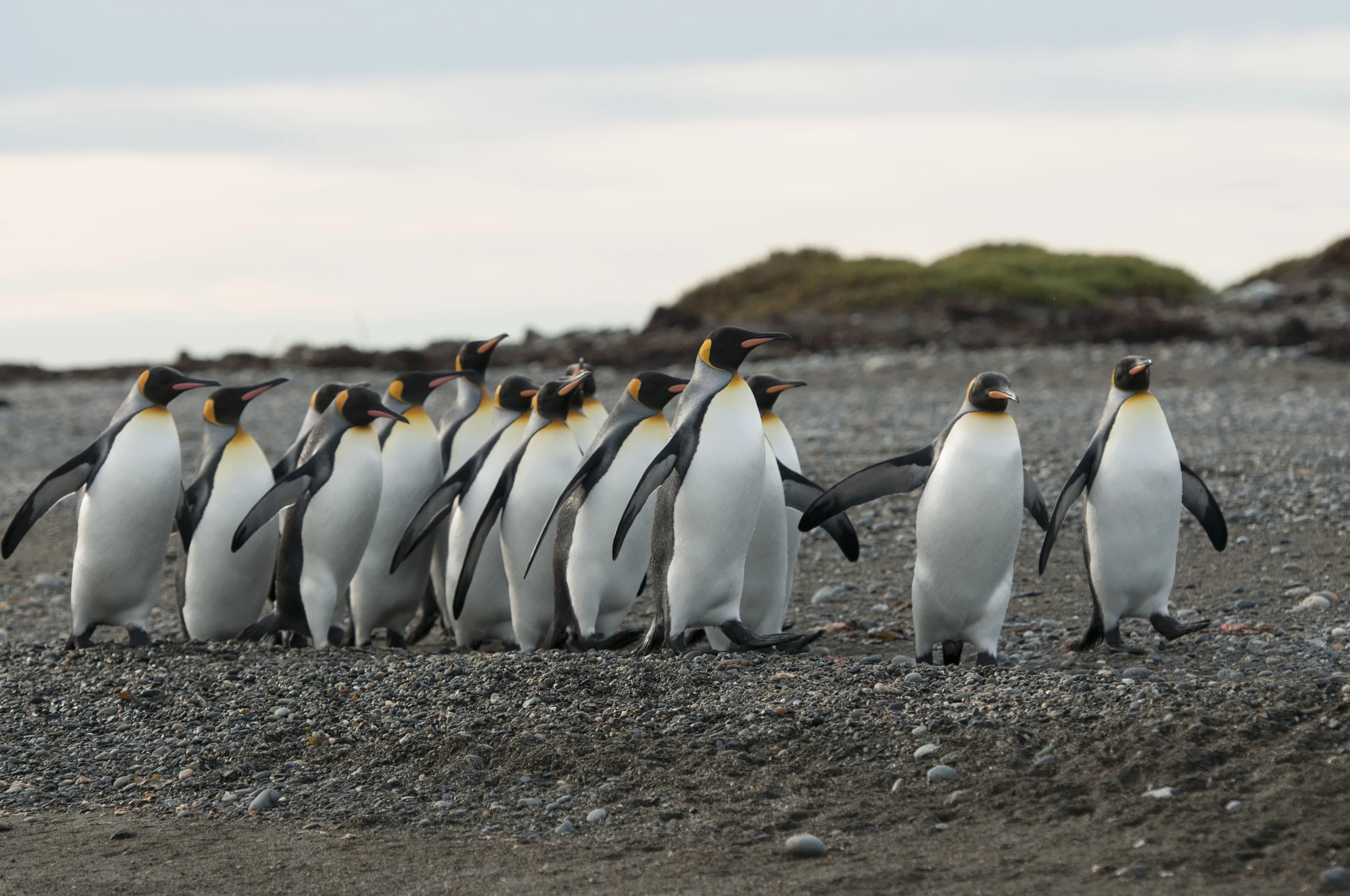 Essential Patagonia: Chilean Fjords and Torres del Paine