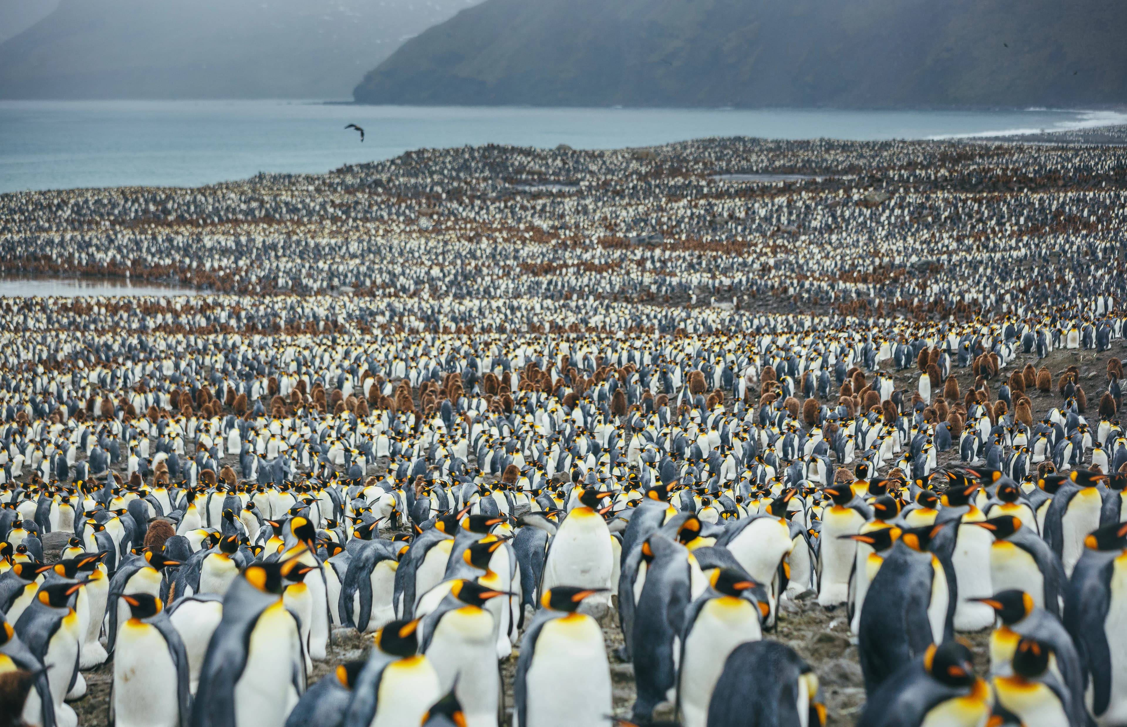 South Georgia and Antarctic Peninsula: Penguin Safari