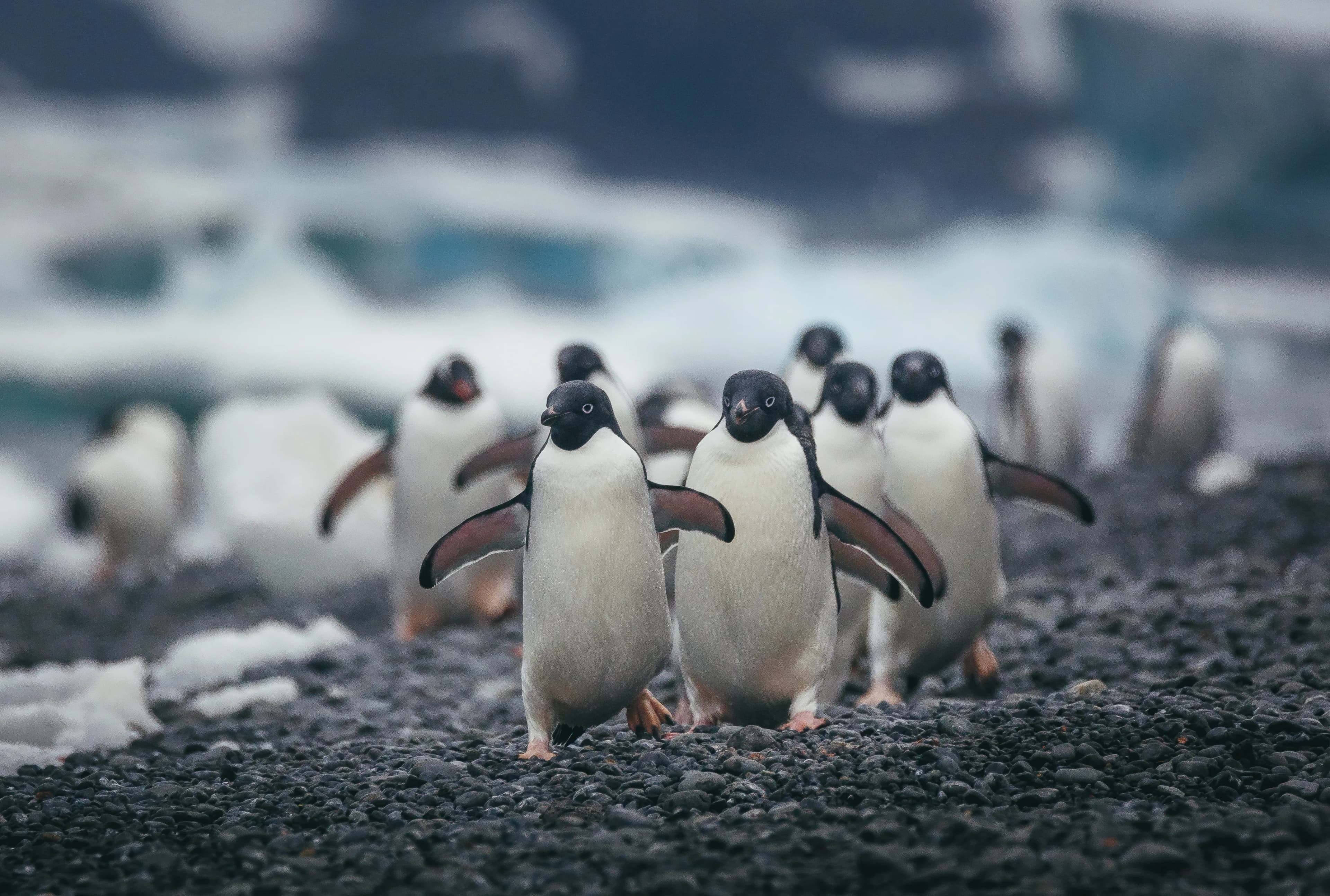South Georgia and Antarctic Peninsula: Penguin Safari