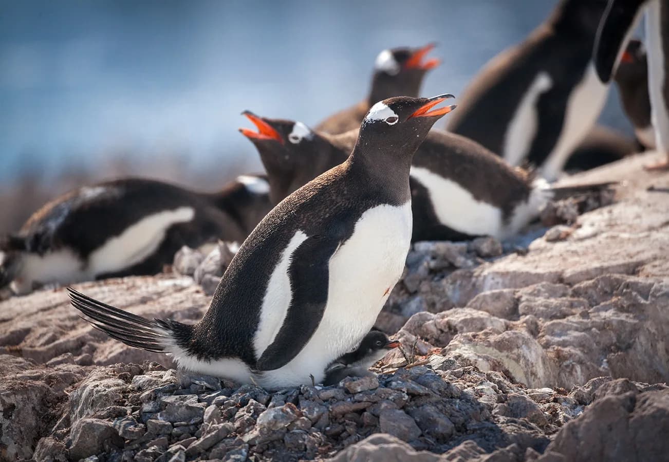 Antarctic Explorer: Discovering the 7th Continent