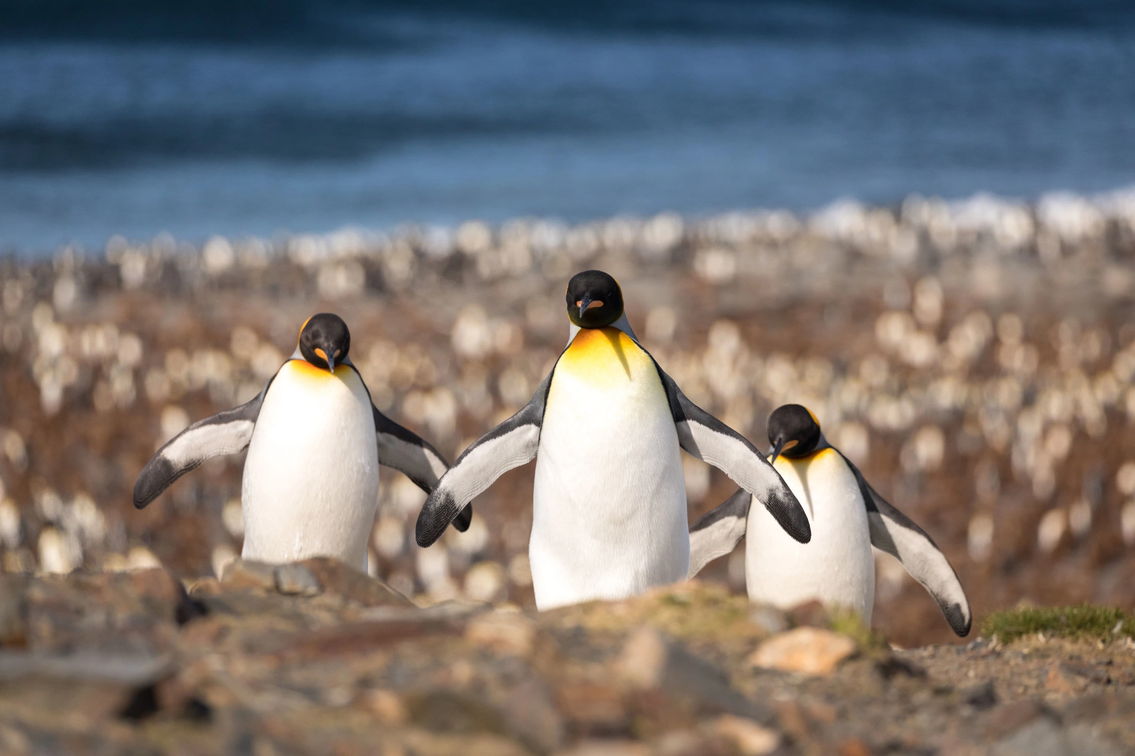 Epic Antarctica: The Falklands, South Georgia and Crossing the Circle
