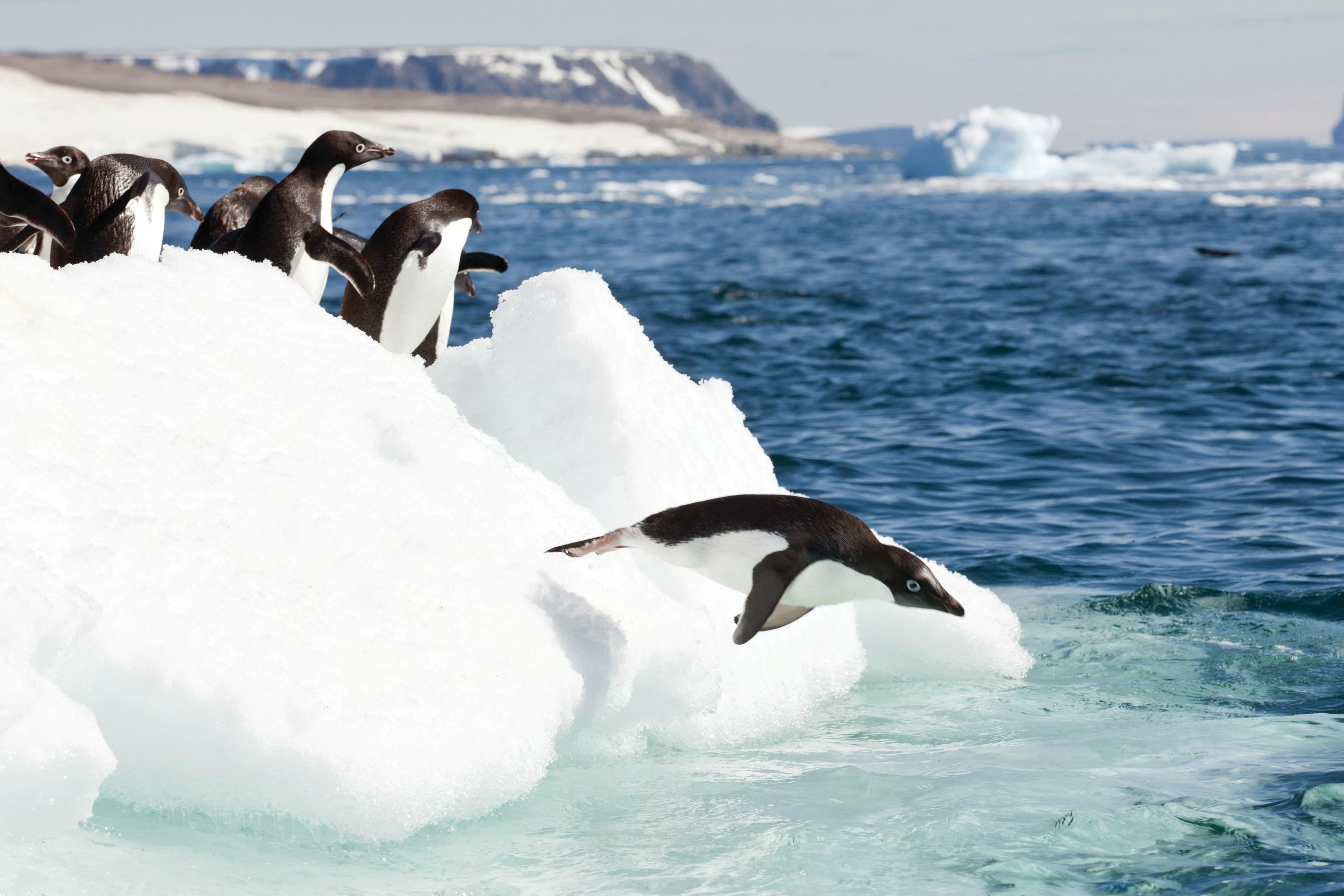 South Georgia and Antarctic Peninsula: Penguin Safari