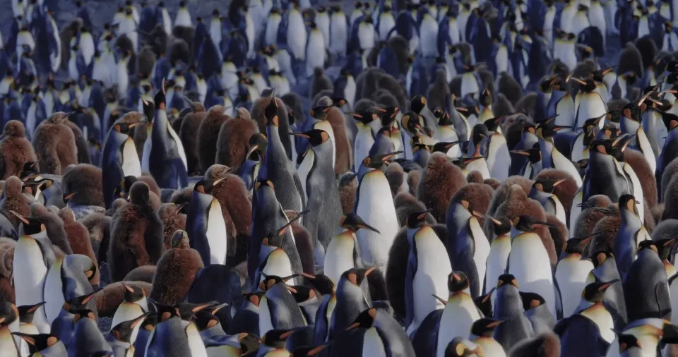 South Georgia and Antarctic Peninsula: Penguin Safari