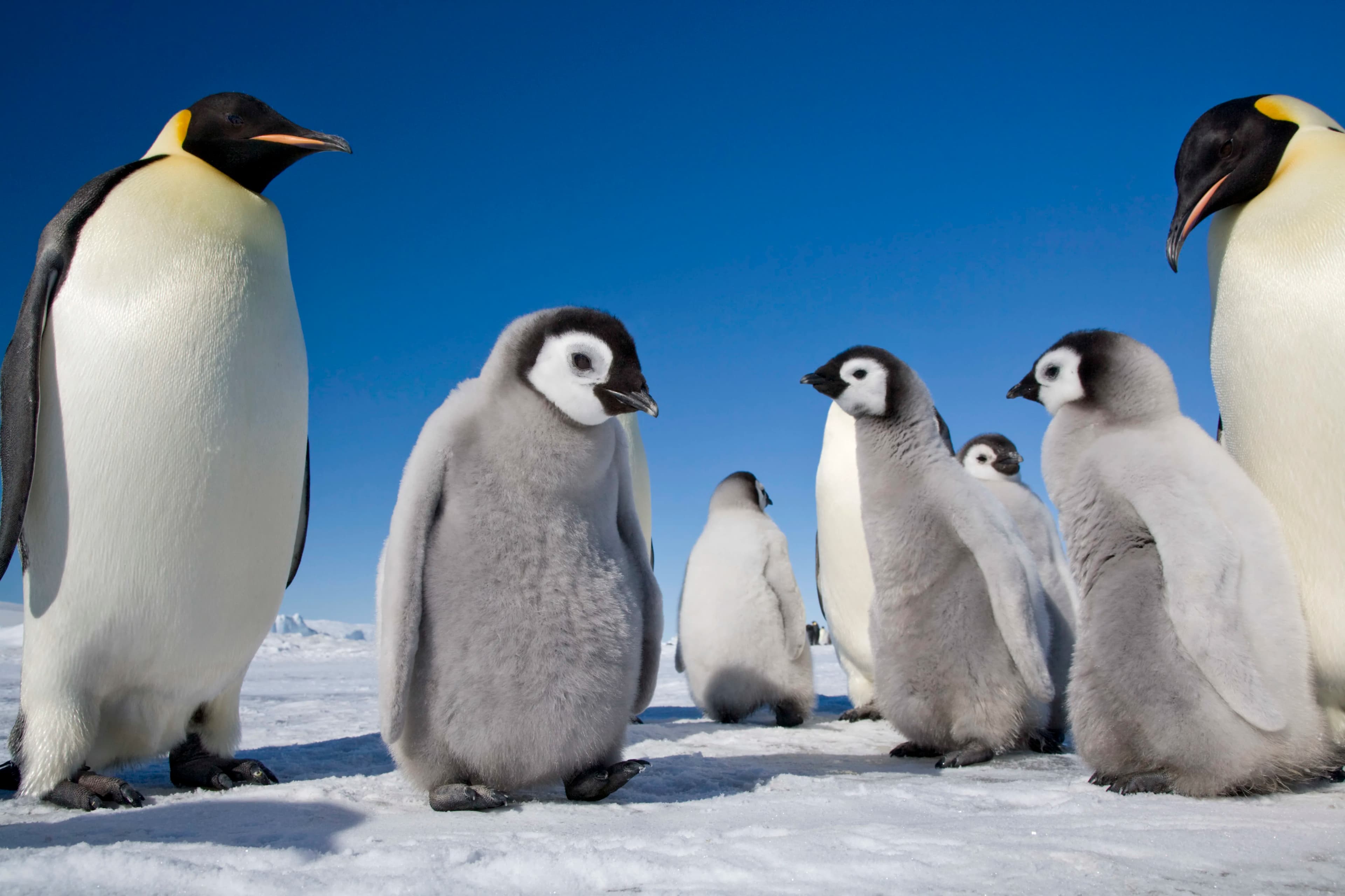 Snow Hill to the Peninsula: Shackleton's Emperors