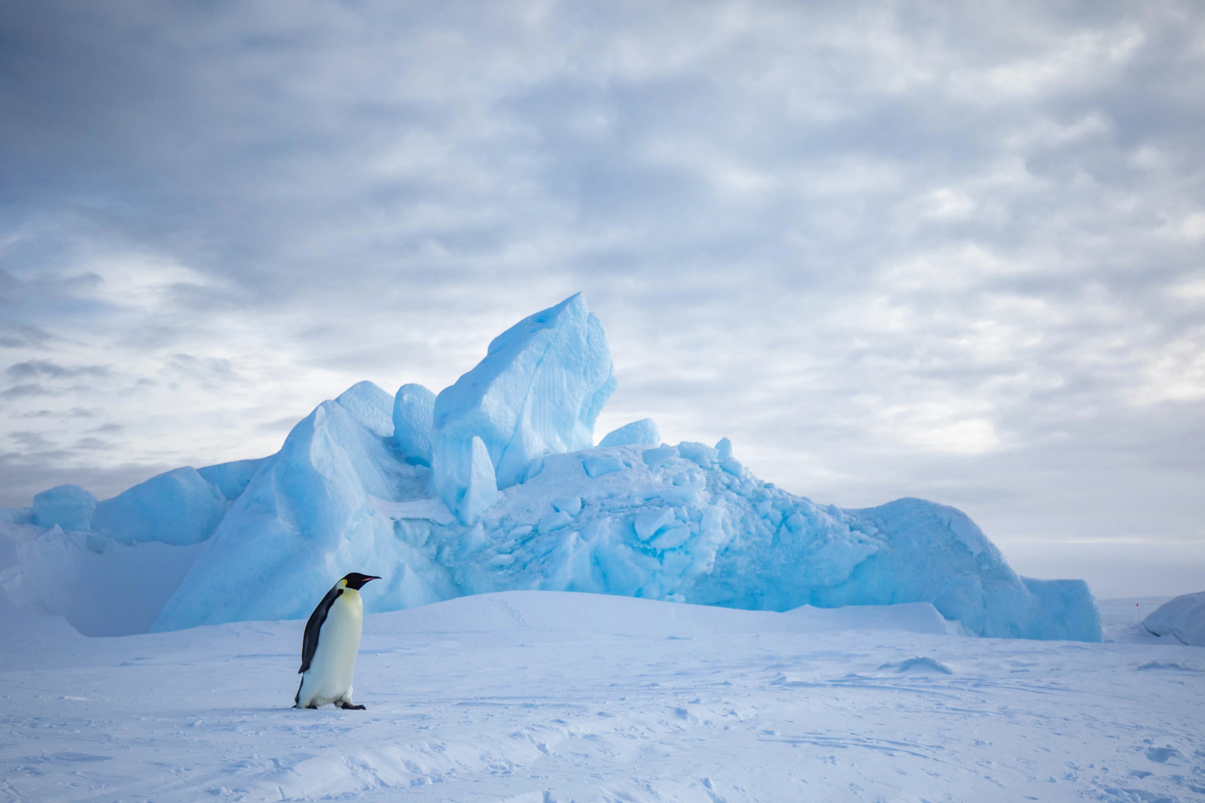 Snow Hill to the Peninsula: Shackleton's Emperors