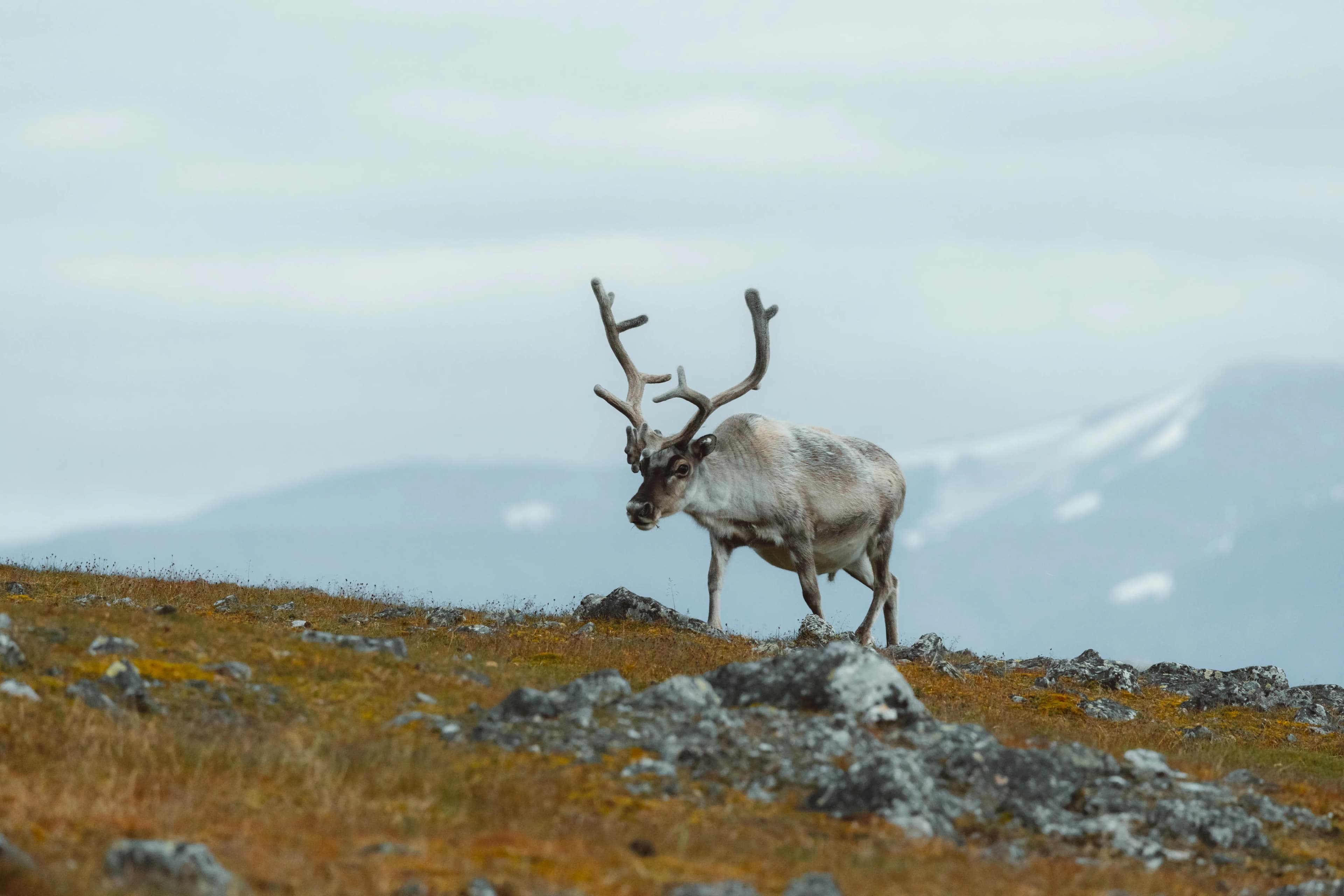 Spitsbergen Highlights: Wildlife Capital of the Arctic