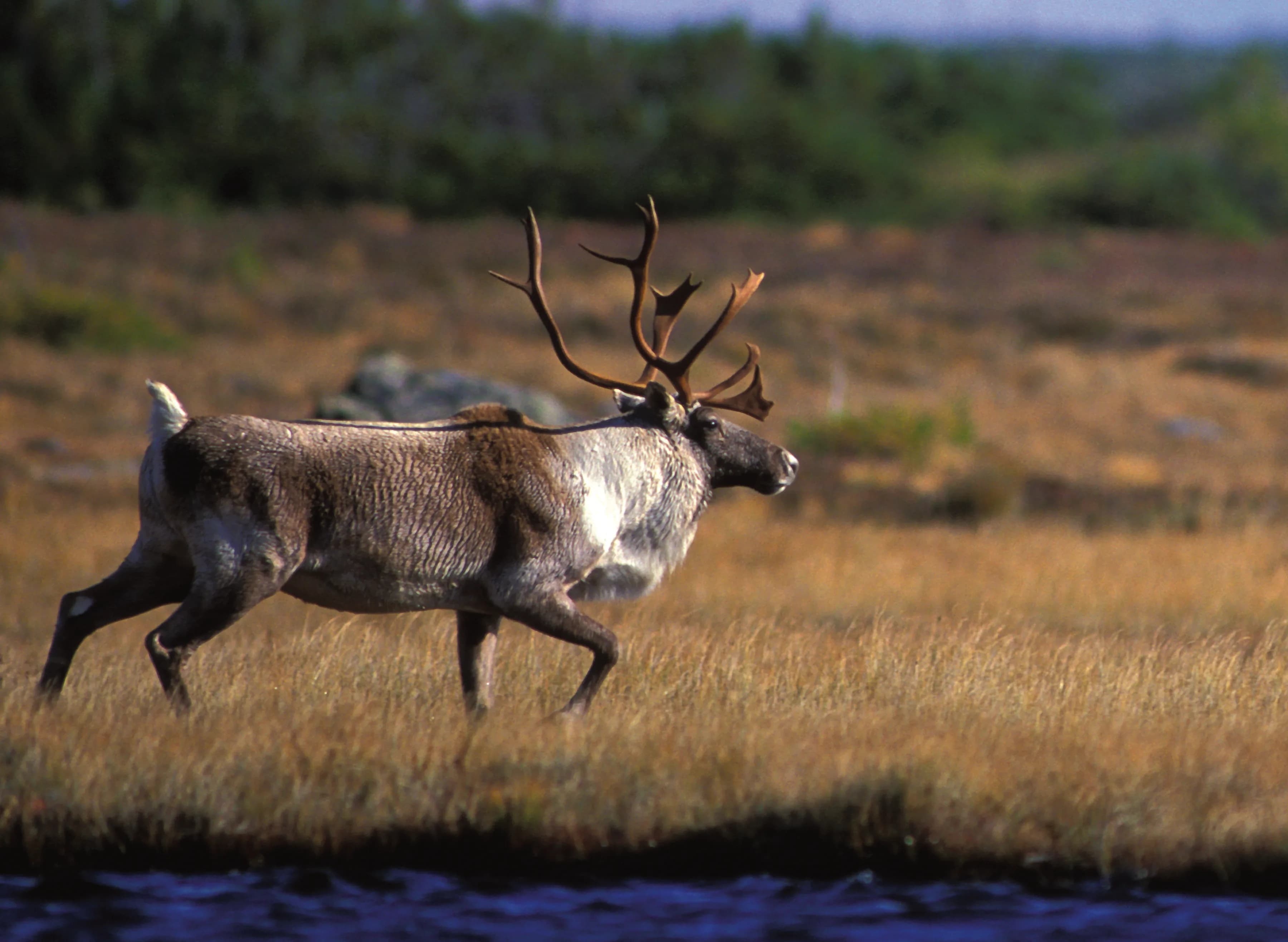 Greenland to Newfoundland: Mountains, Wildlife and Viking History