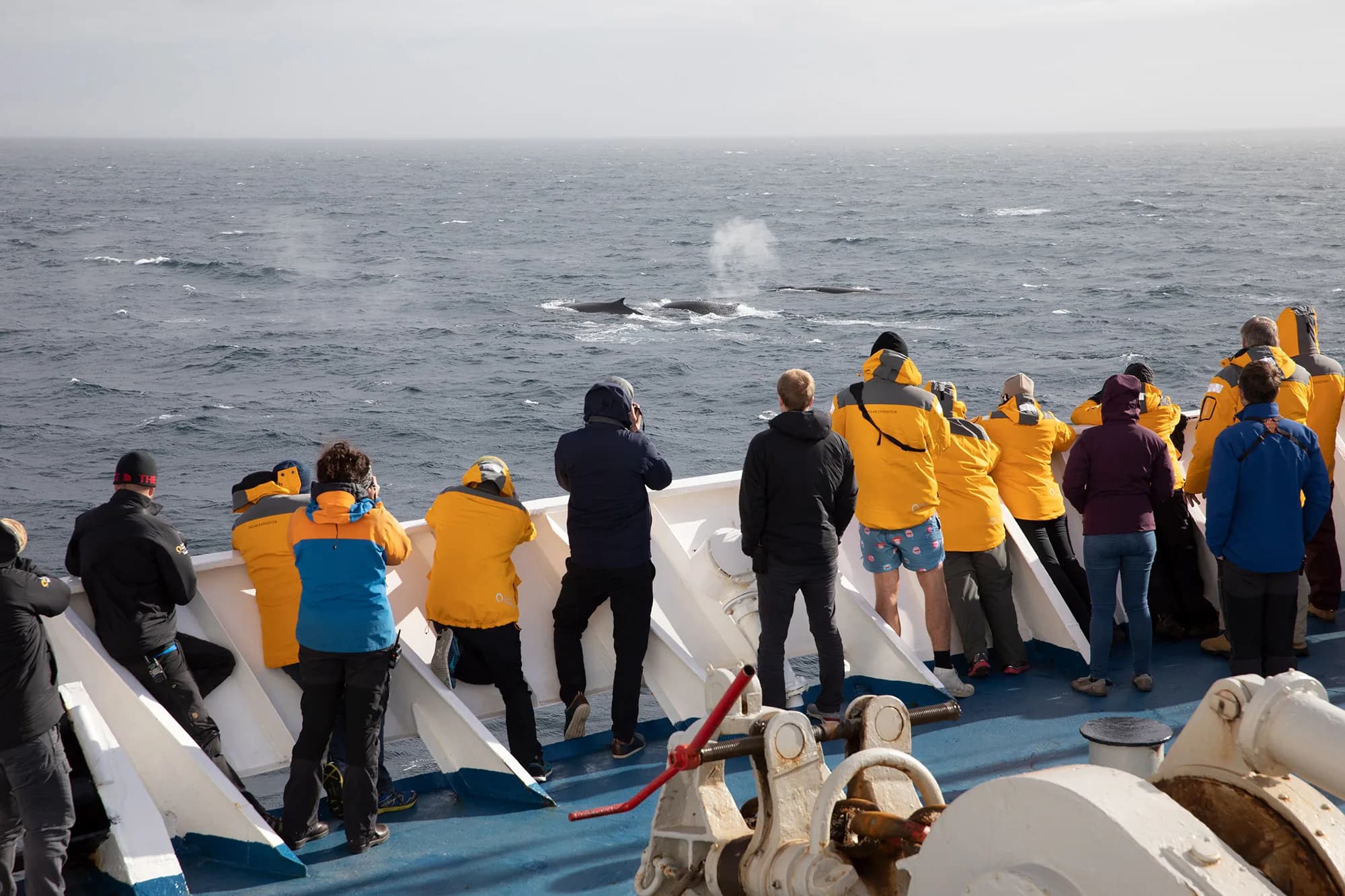 Antarctic Marine Mammals: The World of Whales and Seals