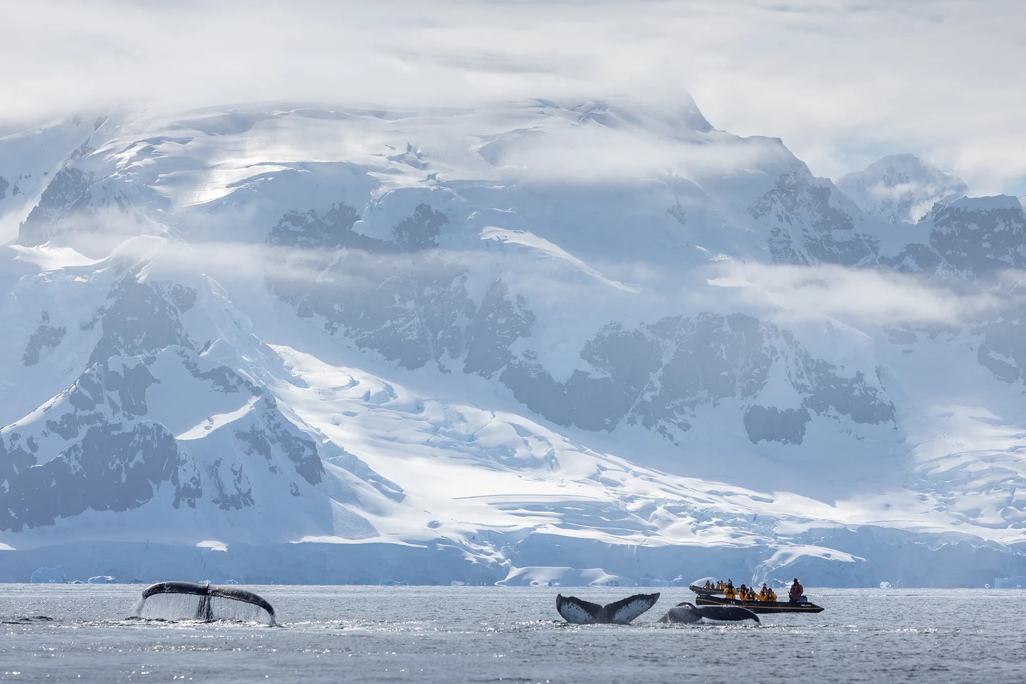 Antarctic Marine Mammals: The World of Whales and Seals
