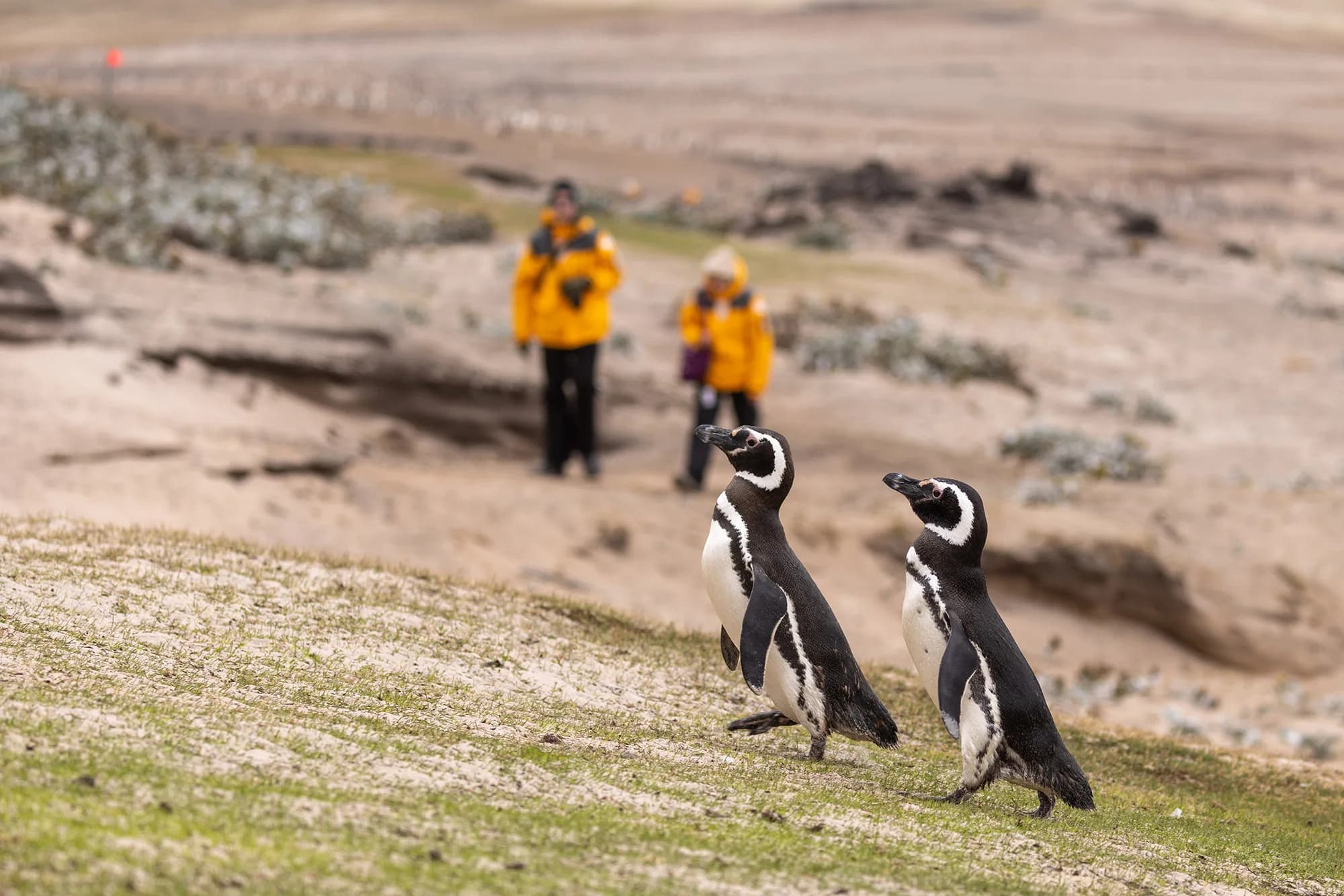 Penguins of the Far South: Falklands, South Georgia and Antarctica