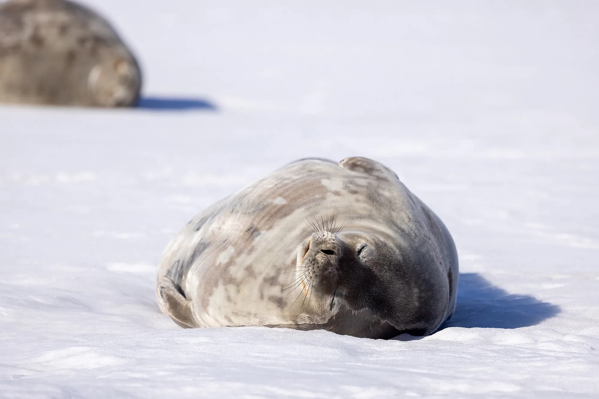 Penguins of the Far South: Falklands, South Georgia and Antarctica