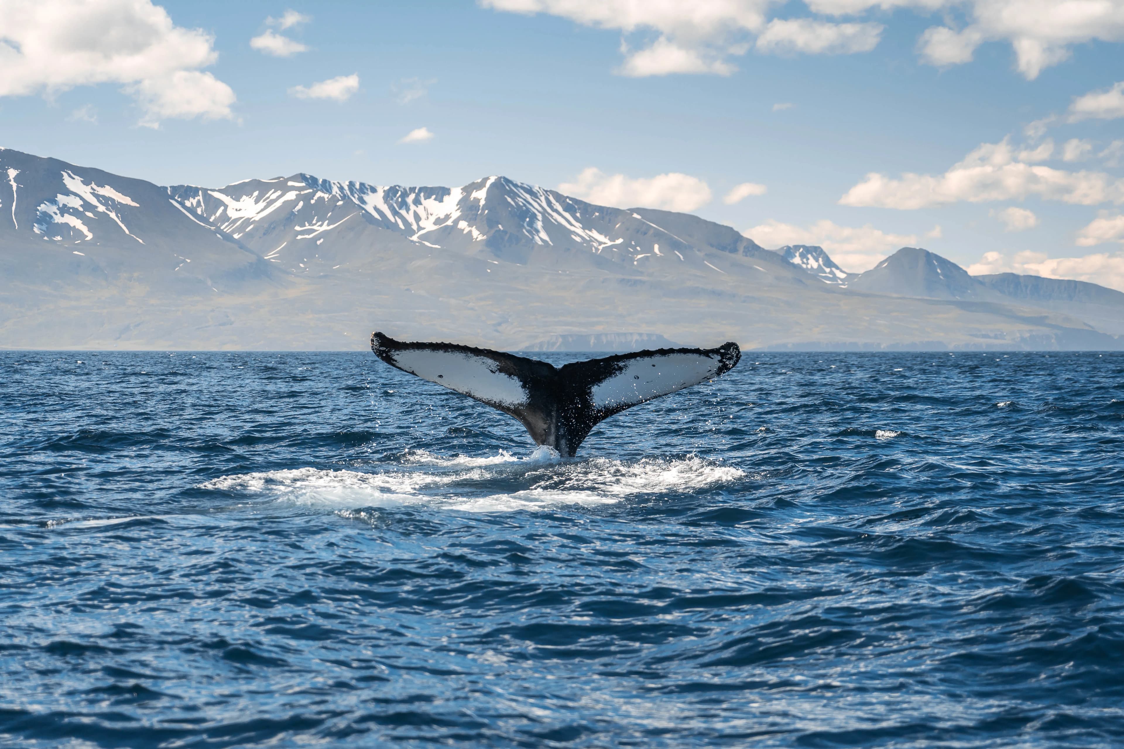 Iceland Circumnavigation: Mountains, Volcanoes and Waterfalls