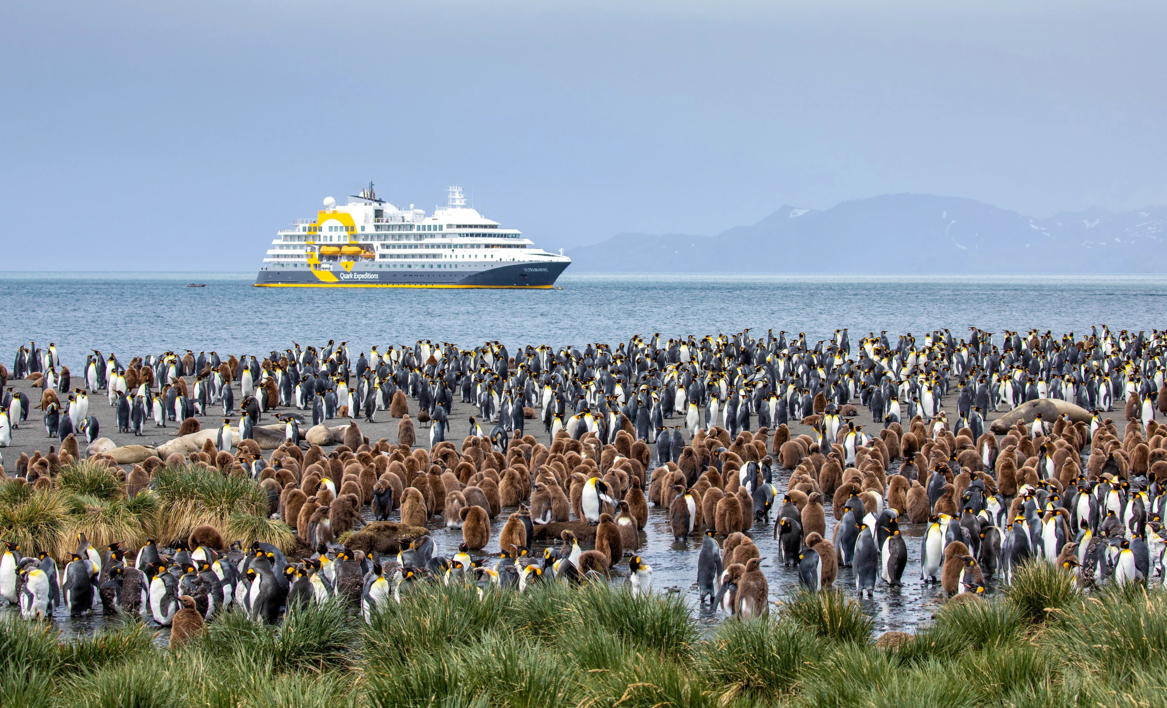 Falkland Islands and South Georgia: 20-Day Wildlife Adventure