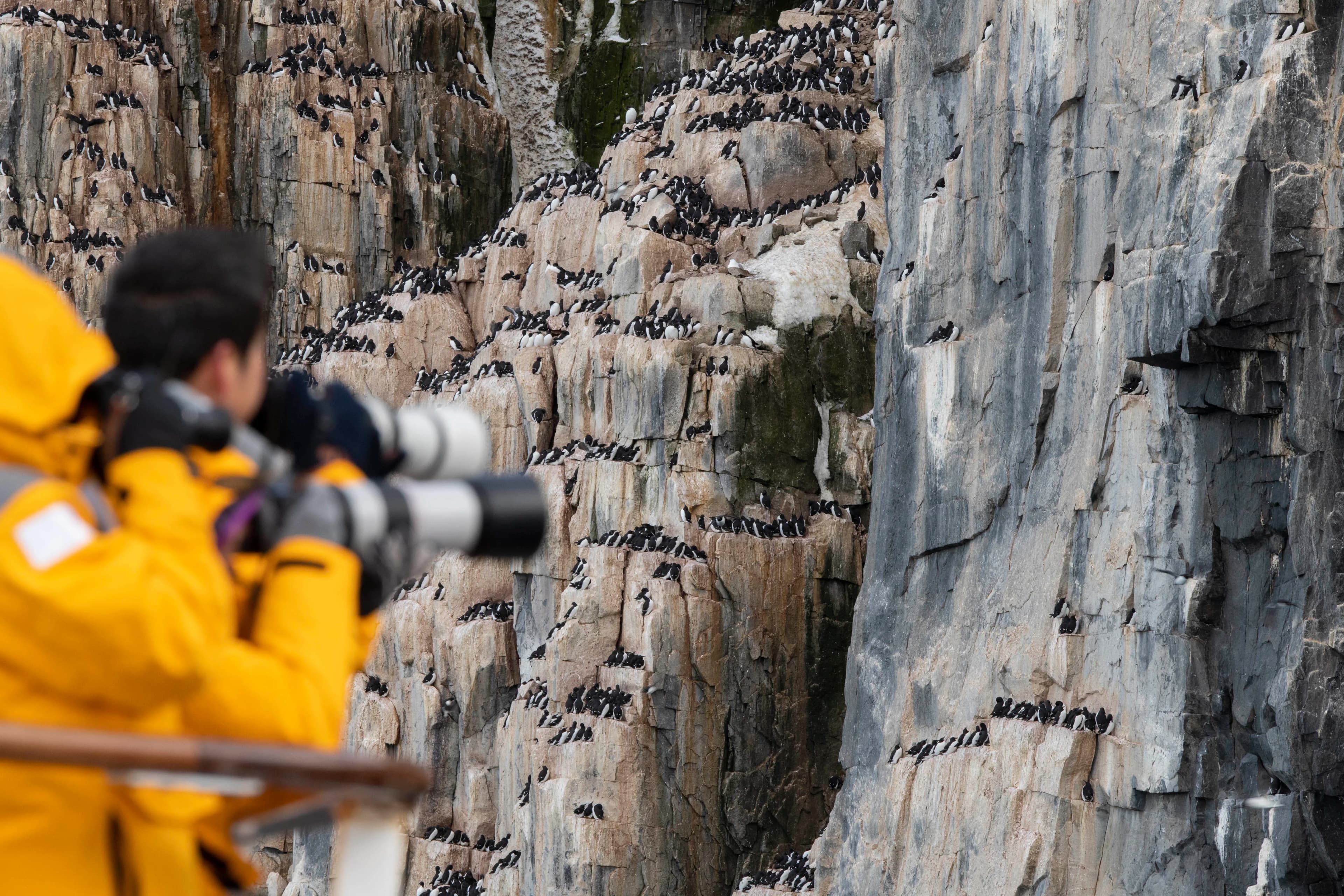 Scotland to Spitsbergen: Puffins, Sea Ice and Wildlife