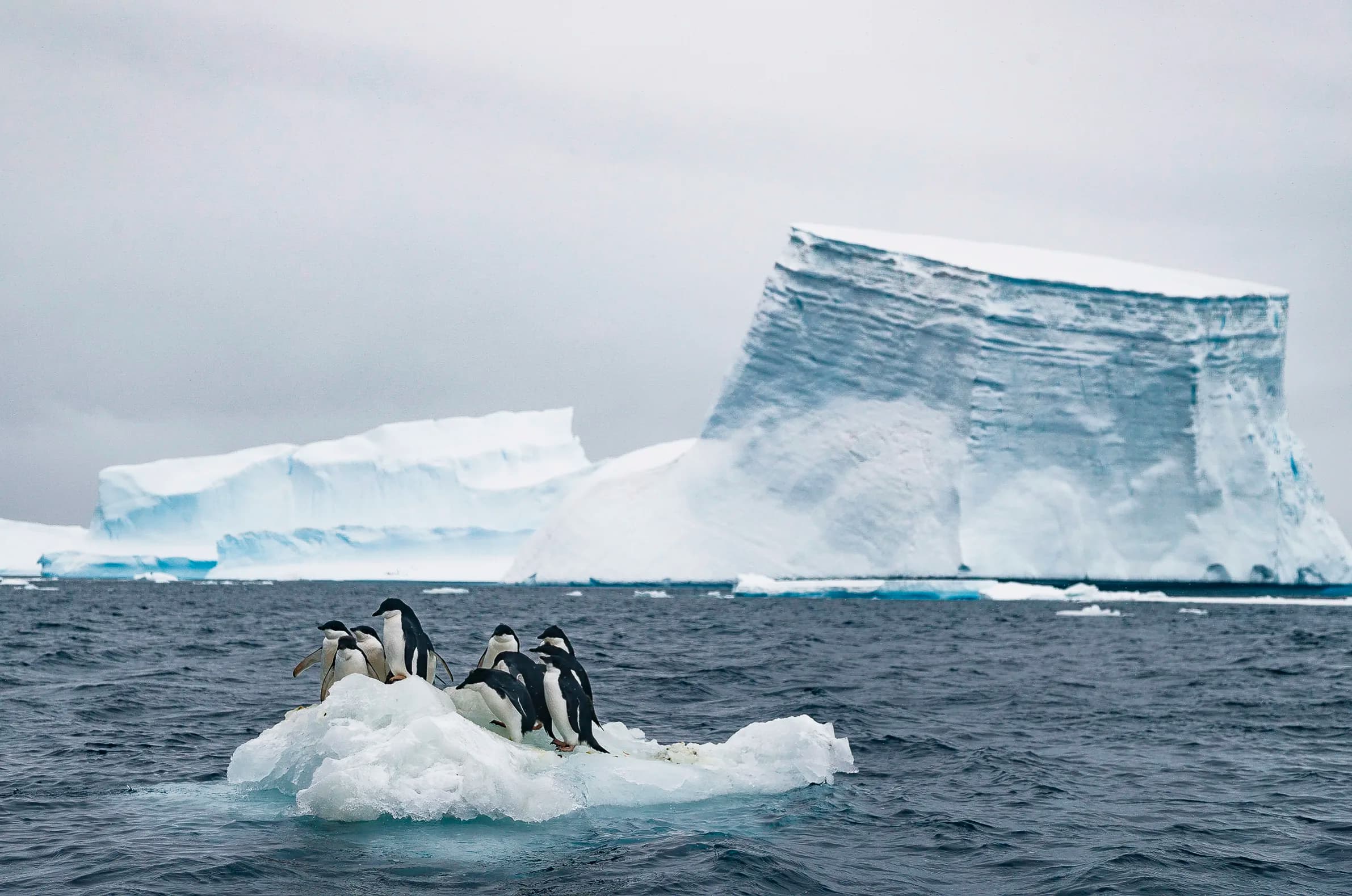 Antarctic Peninsula: A Rare Exploration of the Weddell Sea