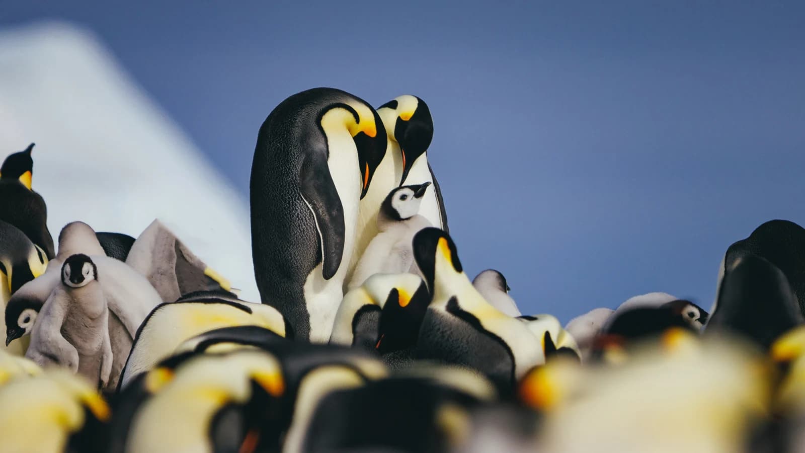 Emperor Penguin Quest: Expedition to Snow Hill