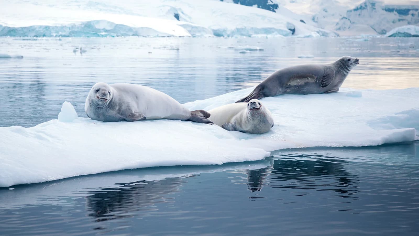 Antarctic Peninsula: Crossing the Circle