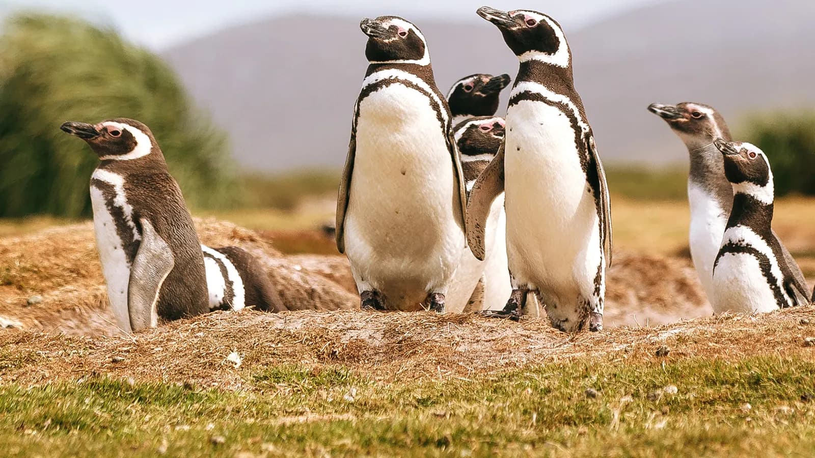 Penguins of the Far South: Falklands, South Georgia and Antarctica